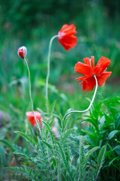 Papaver — Stockfoto