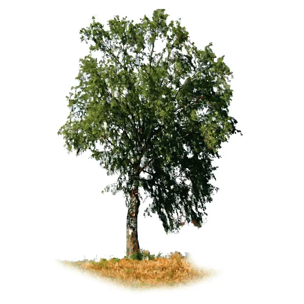 Дерево (вектор ) — стоковий вектор