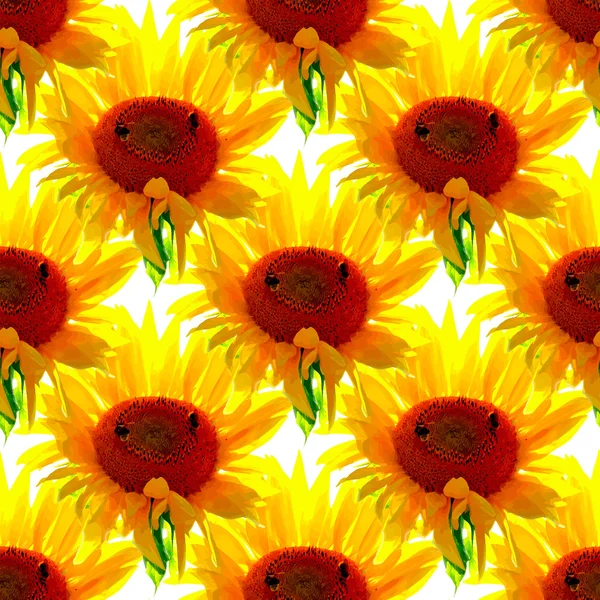 Patrón de girasoles sin costuras sobre fondo blanco — Vector de stock