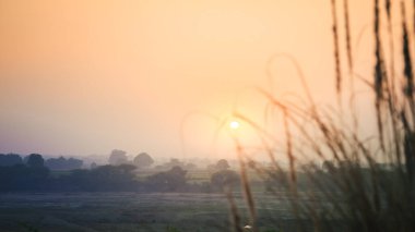 Güzel bir sabah. Buğday tarlasının arkasından güneş yükseliyor. Buğday odaklı..