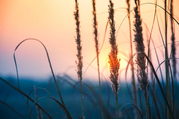 Beautiful Morning Sun Rising Wheat Field Wheat Focus — Stock Photo, Image