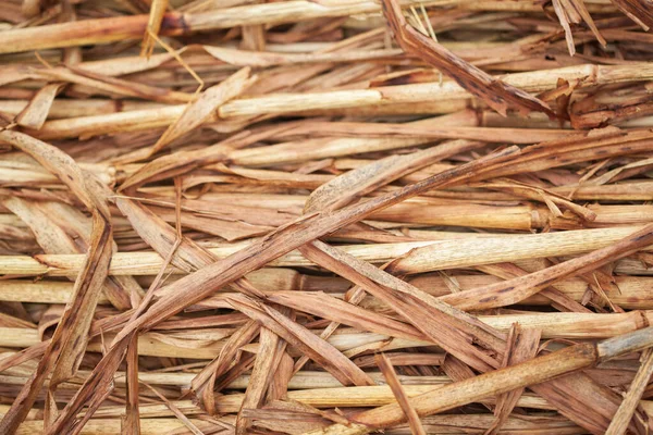 stock image Beautiful background of raw and dry millet fodder for livestock in India.