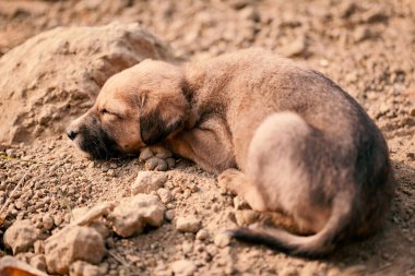 Hint evcil köpeğinin şirin yavrusu (Hint dışlanmış köpeği), yakın görüş.
