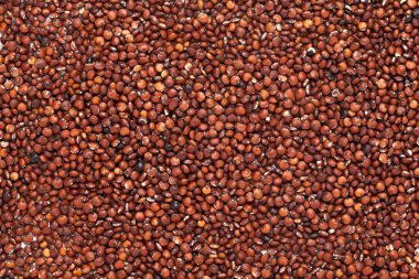 Organik Kırmızı kinoa tohumları (Chenopodium kinoa) tam kare arka planda. Mikro Kapanış, Üst Görünüm.
