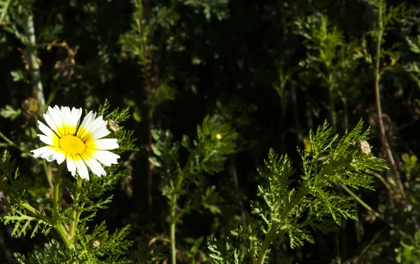 Området för underbara daisy blommor — Stockfoto