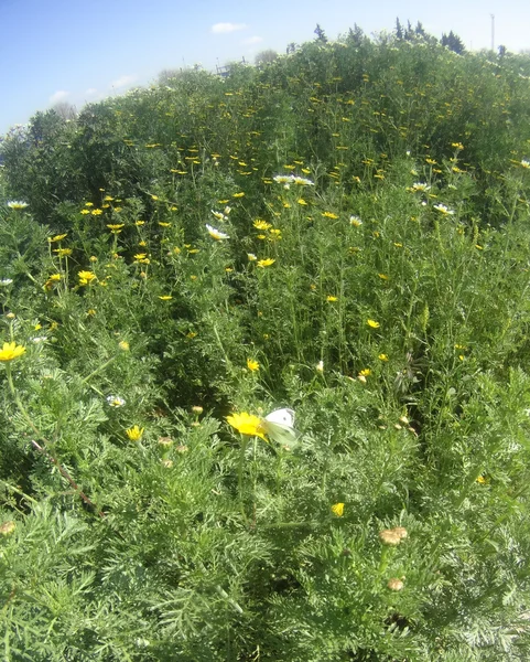 Campo de flores de margarita maravillosa — Foto de Stock