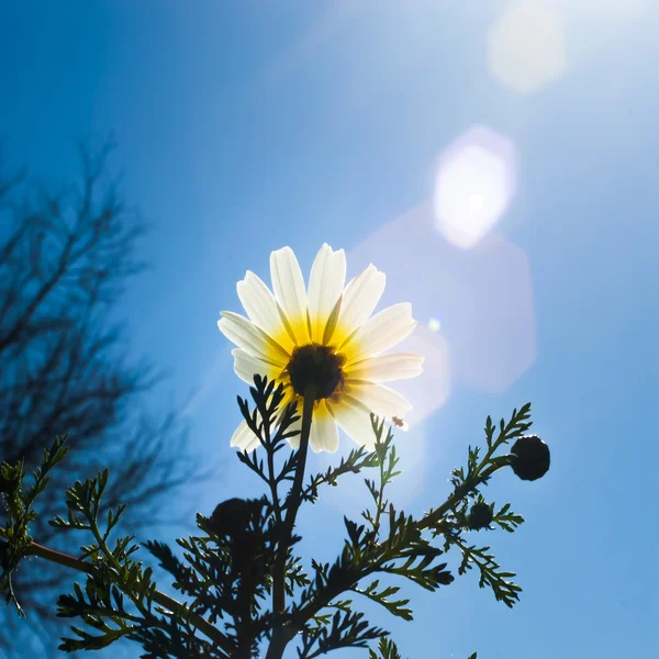 Fantastiskt daisy blomsteräng med solen bakgrundsbelysning — Stockfoto