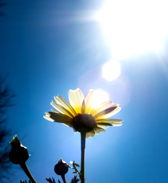 Feld wundervoller Gänseblümchen mit der Hintergrundbeleuchtung der Sonne — Stockfoto