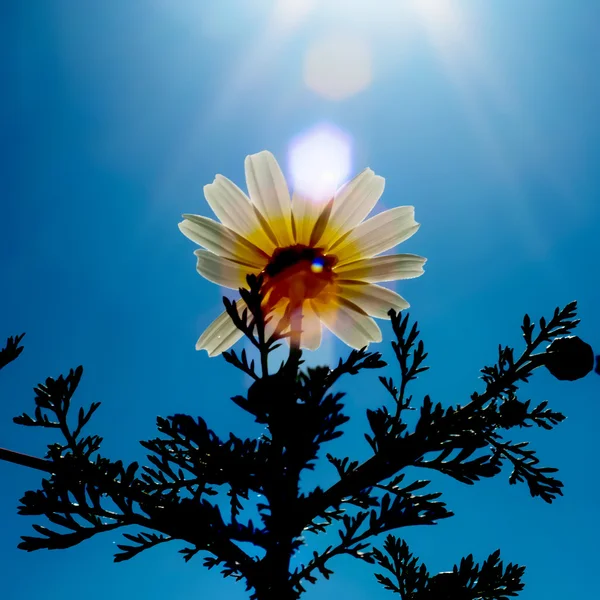 美丽的雏菊花的领域与太阳背光 — 图库照片
