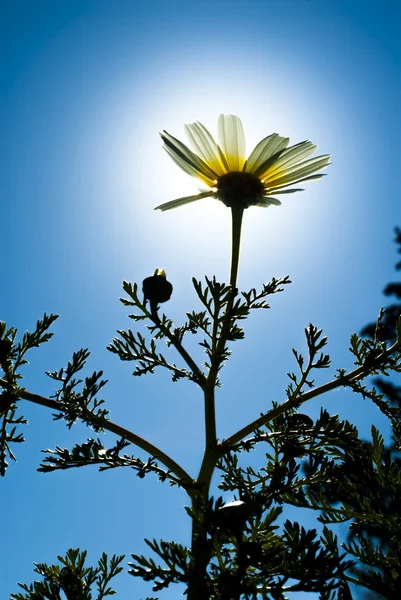 Fantastiskt daisy blomsteräng med solen bakgrundsbelysning — Stockfoto