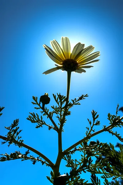 美丽的雏菊花的领域与太阳背光 — 图库照片