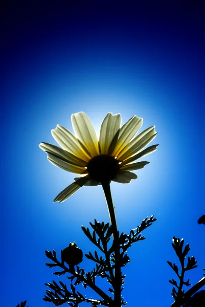 Campo de flores de margarita maravillosa con la retroiluminación del sol —  Fotos de Stock