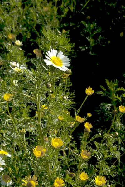 Field of wonderful daisy flowers — Stock Photo, Image