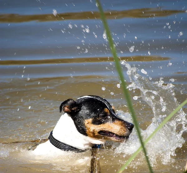 Kutya-ban egy folyó víz — Stock Fotó