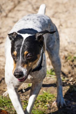 Alanında bir sopayla oynayan köpek