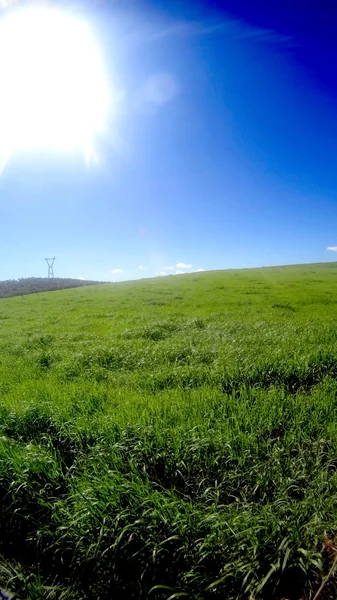 Champ d'herbe verte avec nuages blancs sur ciel bleu — Photo