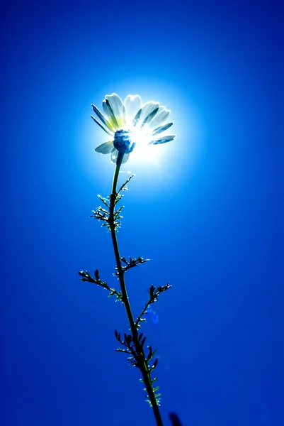 Flor retroiluminada en un día soleado con cielo azul — Foto de Stock