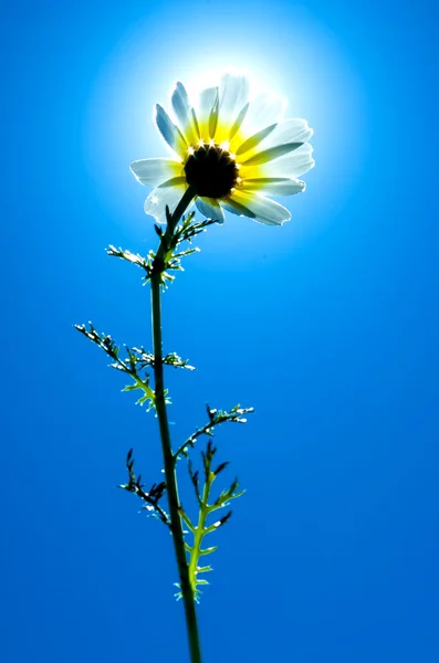 Mavi gökyüzü ile güneşli bir çiçek arkadan aydınlatmalı — Stok fotoğraf