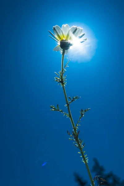 Kwiat podświetlany w słoneczny dzień ze niebieskie niebo — Zdjęcie stockowe