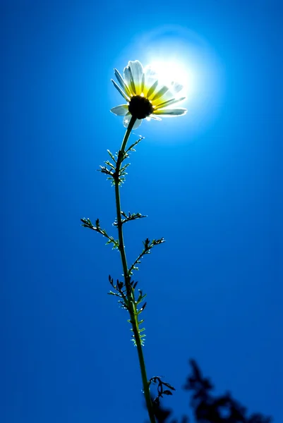 Подсветка цветов в солнечный день с голубым небом — стоковое фото