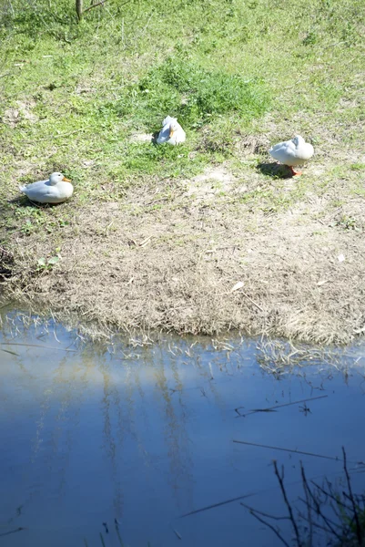 Утки в воде реки — стоковое фото