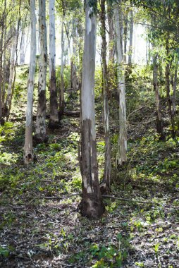 Güneşli bir günde ağaçlar arkadan aydınlatmalı 