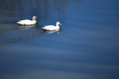 Ördekler bir nehir su
