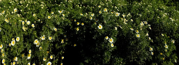 领域的精彩雏菊花 — 图库照片