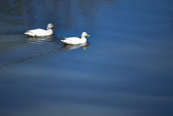 Enten im Wasser eines Flusses — Stockfoto