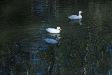Ördekler bir nehir su