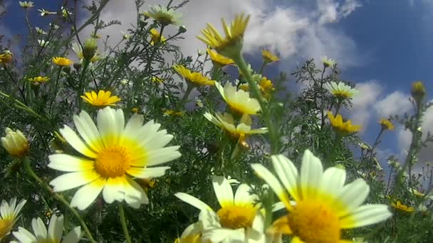 Field of daisies on a blue sky with white clouds — Stock Video