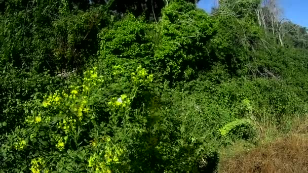 Papillon volant sur quelques fleurs dans le champ par une journée ensoleillée — Video