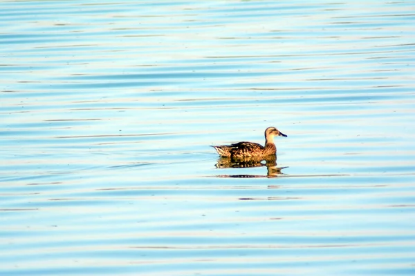 Vogelfischen in einem See — Stockfoto