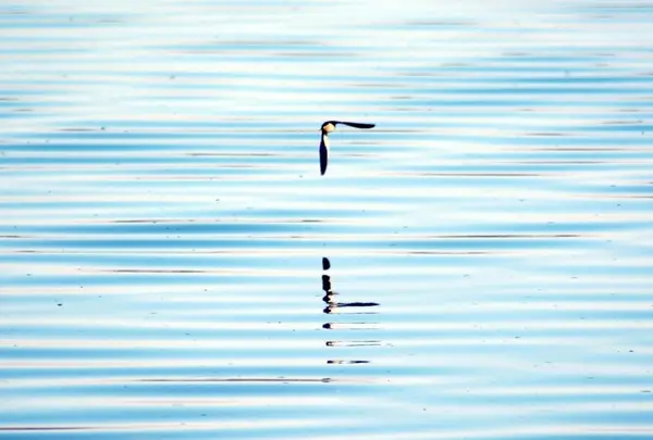 Bird fishing in a lake — Stock Photo, Image