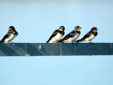Grup kuşların bir tel üzerinde tünemiş