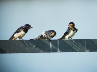 Grup kuşların bir tel üzerinde tünemiş