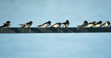 Grup kuşların bir tel üzerinde tünemiş