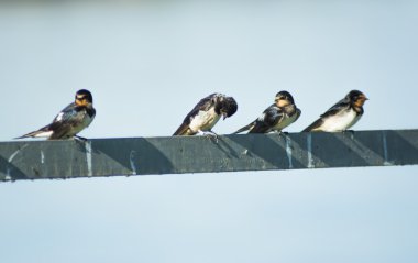 Grup kuşların bir tel üzerinde tünemiş