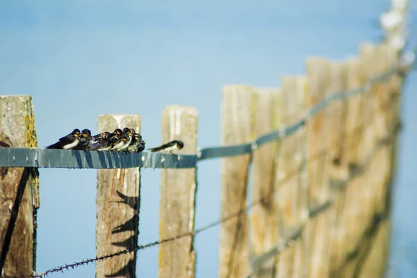 Grupp av fåglar uppflugen på en tråd — Stockfoto
