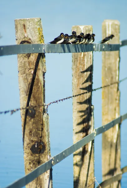 Gruppe von Vögeln auf einem Draht — Stockfoto