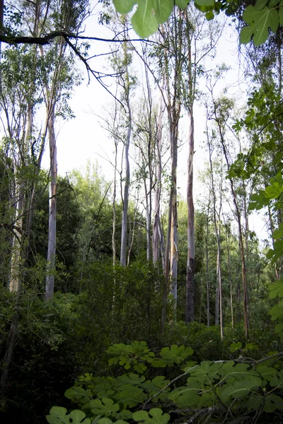 Sendero en el campo — Foto de Stock