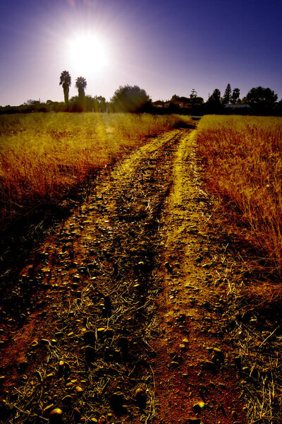 Sunrise in a dry crop field