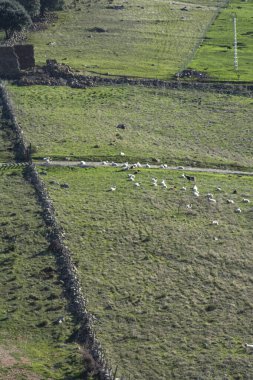 Koyun ve yeşil otlarla dolu bir tarlanın manzarası