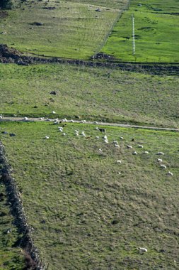 Koyun ve yeşil otlarla dolu bir tarlanın manzarası
