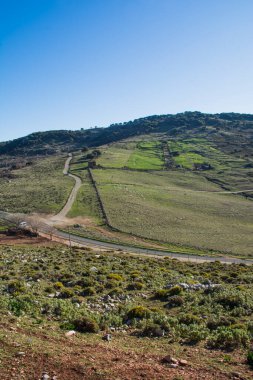 Koyun ve yeşil otlarla dolu bir tarlanın manzarası