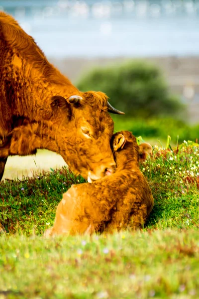 Countryside landscape with beautiful cow taking care of her calf in spring