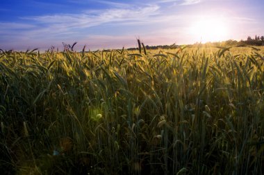 Güneşli bir bahar gününde gün doğumunda buğday tarlası