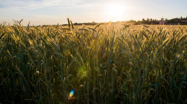 Weizenfeld Bei Sonnenaufgang Einem Sonnigen Frühlingstag — Stockfoto