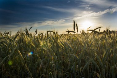 Güneşli bir bahar gününde gün doğumunda buğday tarlası