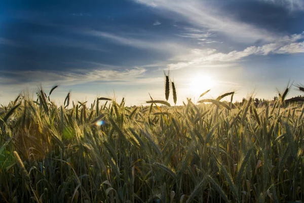 Wheat Field Sunrise Sunny Spring Day — Stock Photo, Image